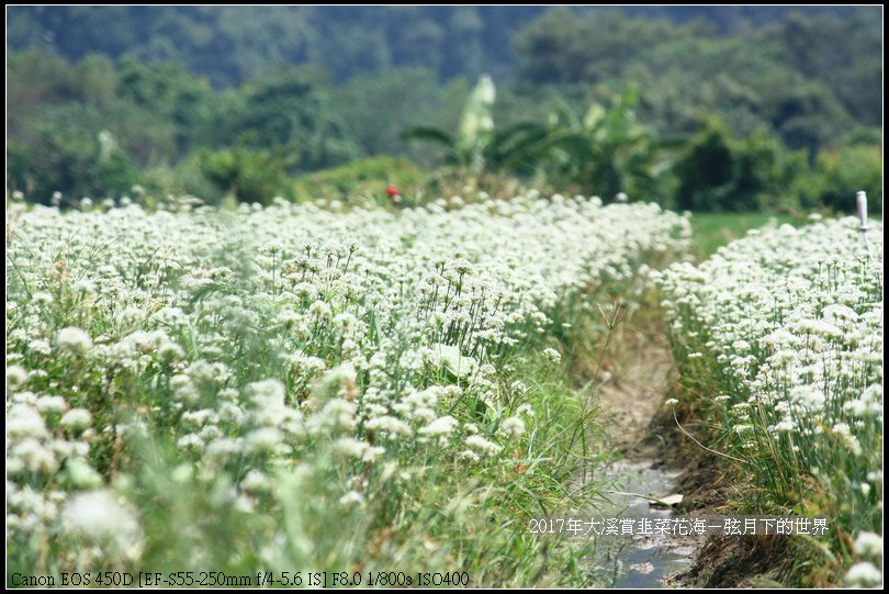 2017年9月6日大溪賞韭菜花海 (13)