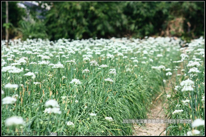 2017年9月6日大溪賞韭菜花海 (22)