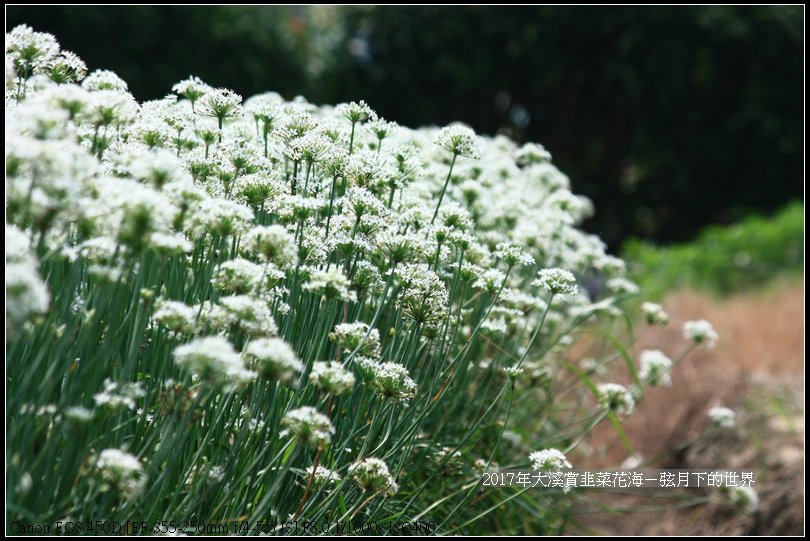 2017年9月6日大溪賞韭菜花海 (27)