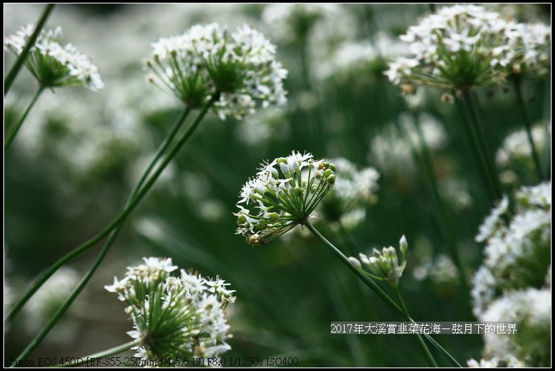 2017年9月6日大溪賞韭菜花海 (31)