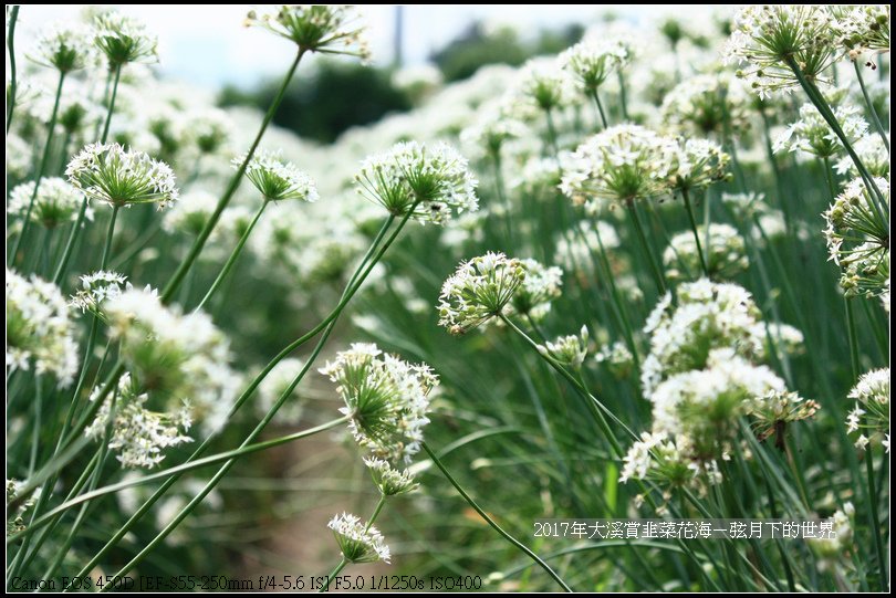 2017年9月6日大溪賞韭菜花海 (32)