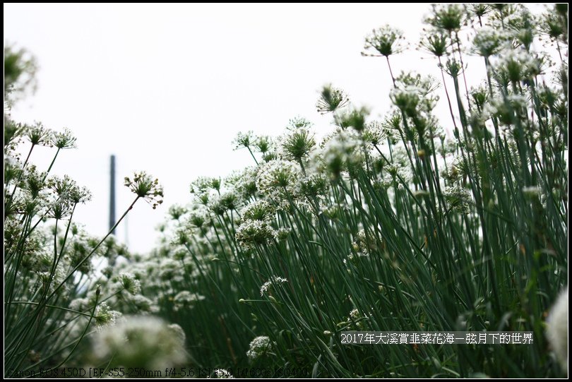 2017年9月6日大溪賞韭菜花海 (36)