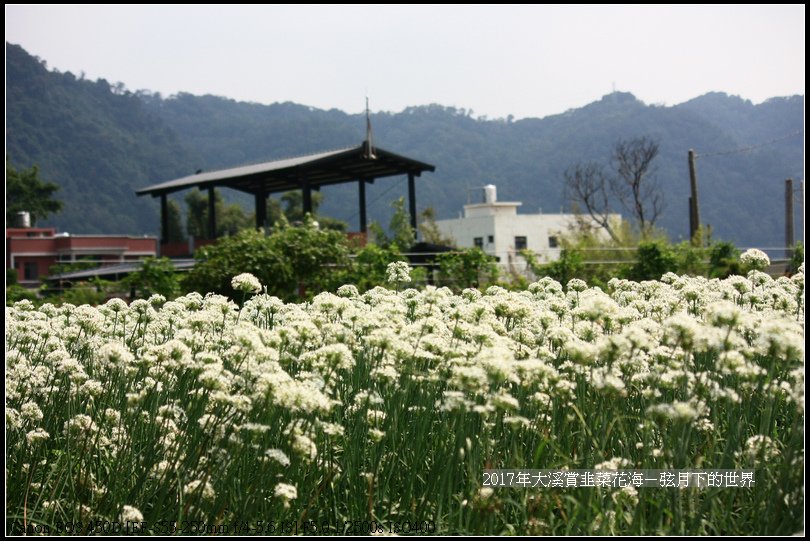 2017年9月6日大溪賞韭菜花海 (41)