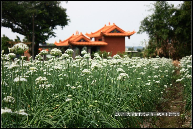 2017年9月6日大溪賞韭菜花海 (50)