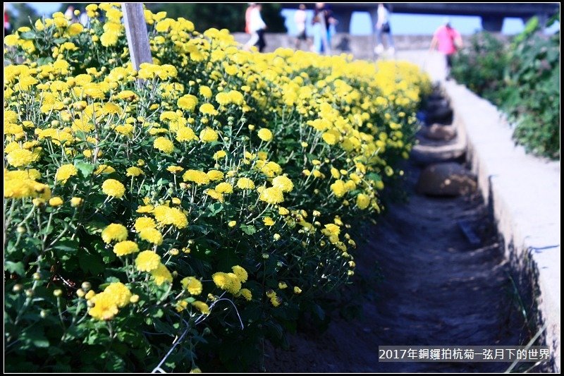 2017年銅鑼拍杭菊 (32)
