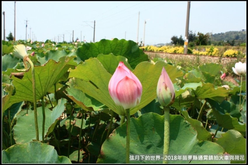 2018年通霄追火車與荷花 (31).jpg