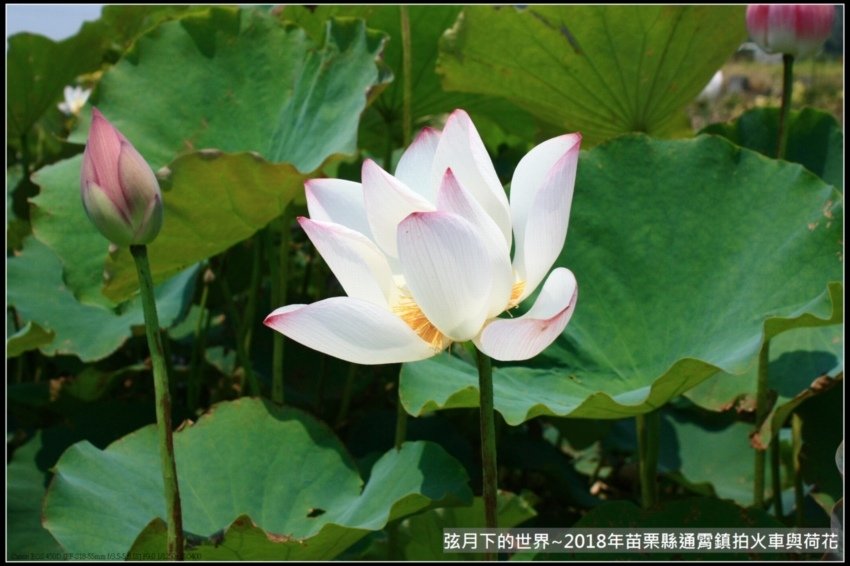 2018年通霄追火車與荷花 (30).jpg
