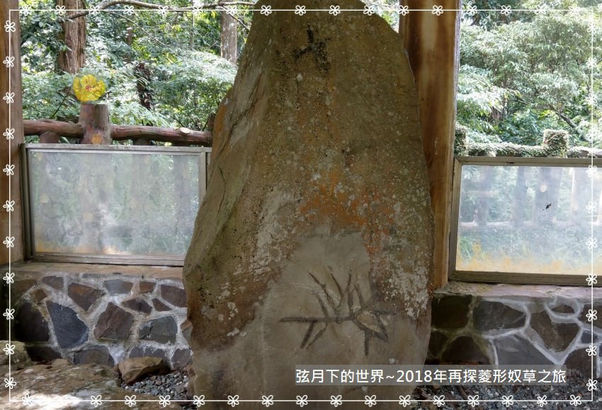 2018年10月26日再探菱形奴草之旅 (19).jpg