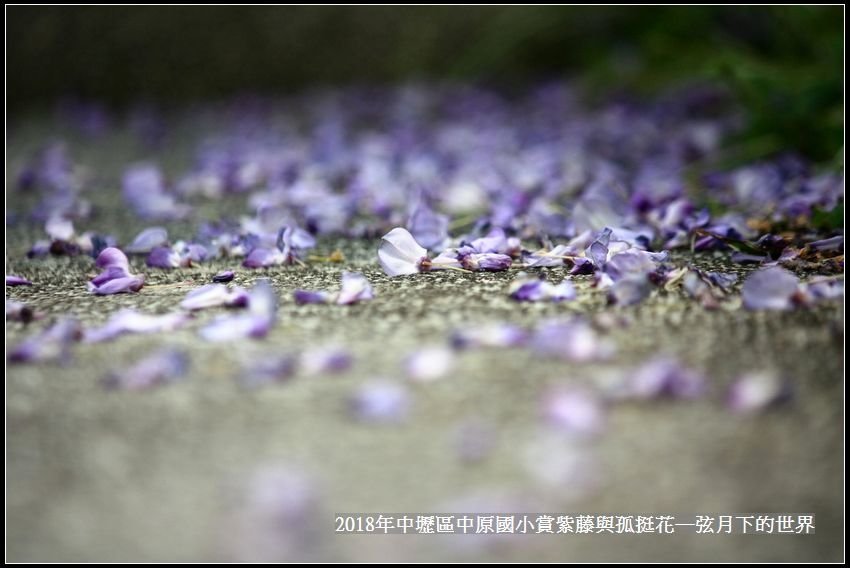 2018年中原國小賞紫藤孤挺花  (54).jpg