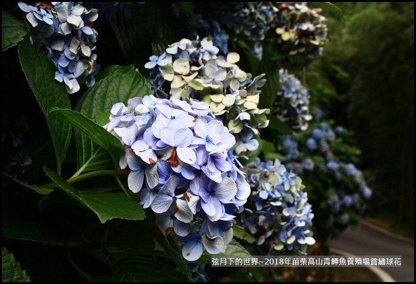 2018年6月26日高山青鱒魚養殖場賞花 (11).jpg