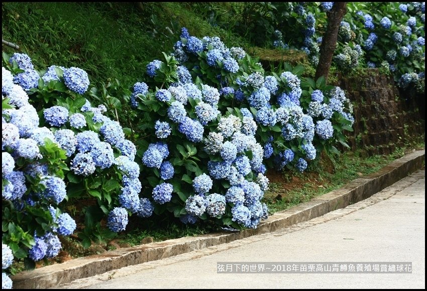 2018年6月26日高山青鱒魚養殖場賞花 (39).jpg