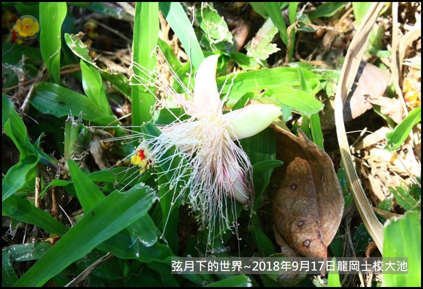 2018年9月17日龍岡士校大池賞台灣欒樹 (7).jpg