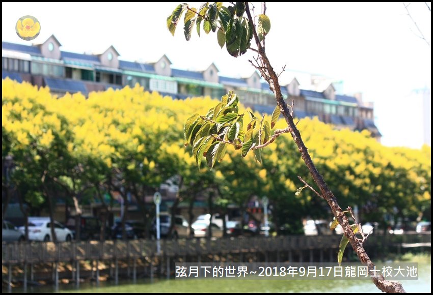 2018年9月17日龍岡士校大池賞台灣欒樹 (12).jpg