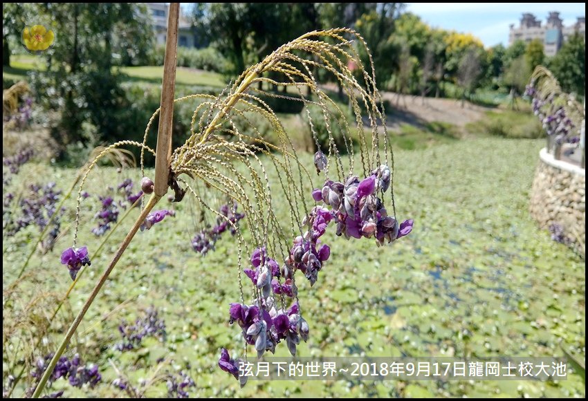 2018年9月17日龍岡士校大池賞台灣欒樹 (21).jpg