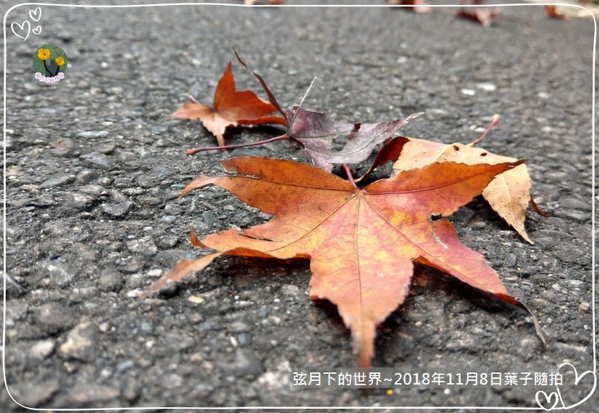 2018年11月8日葉子隨拍 (1).jpg