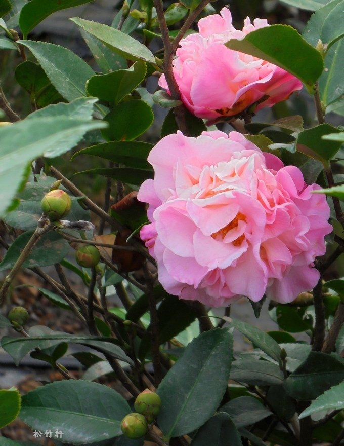 DSC01063.JPG