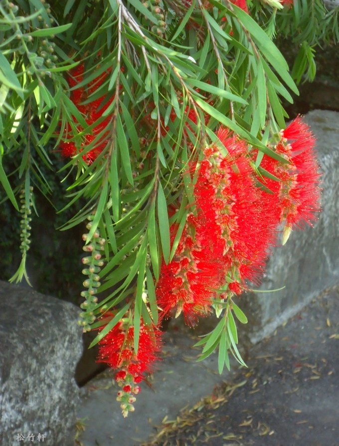DSC02700.JPG