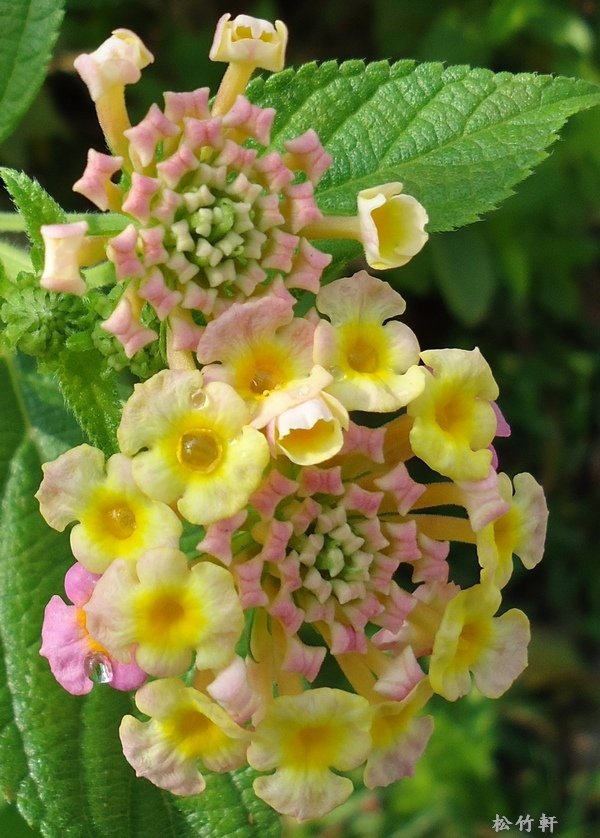 DSC08080-2.jpg