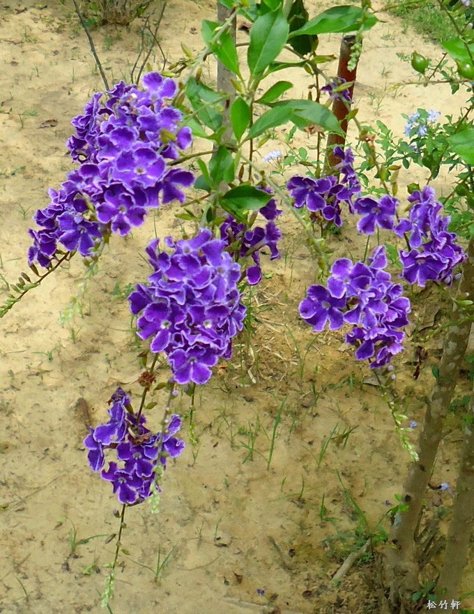 DSC00927.JPG