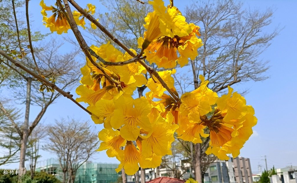 黃花風鈴木
