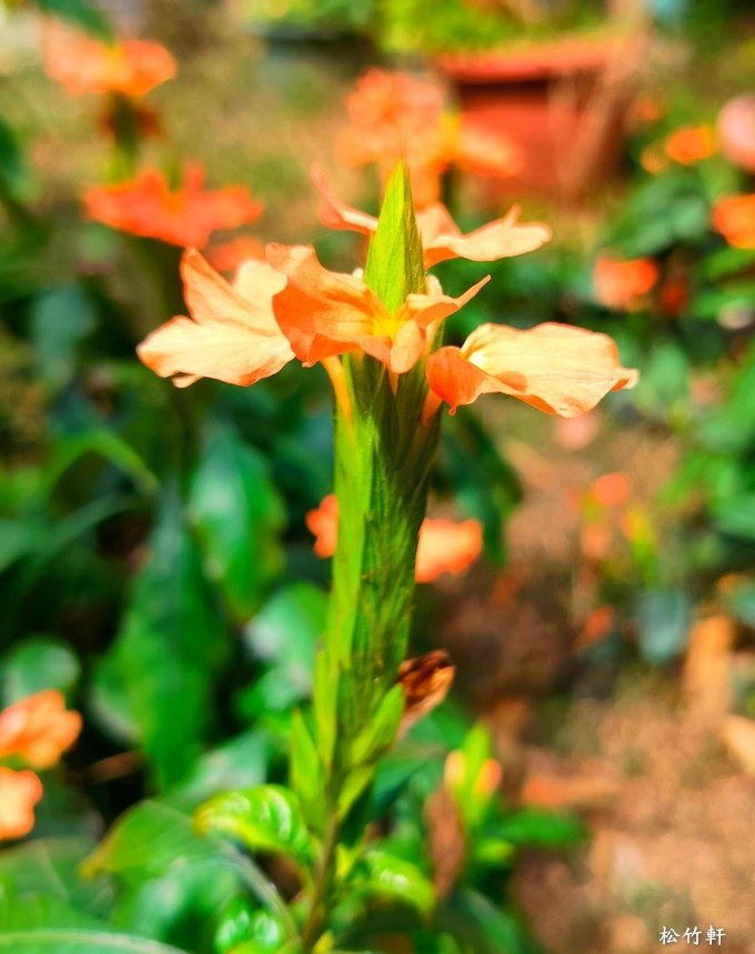 鳥尾花