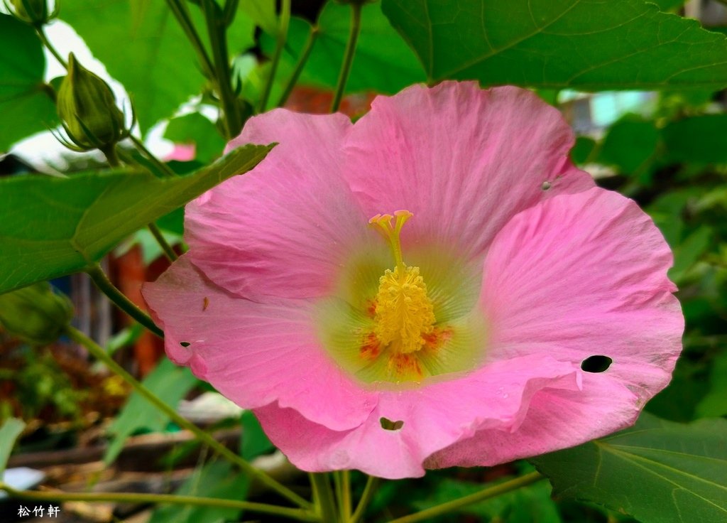 芙蓉花