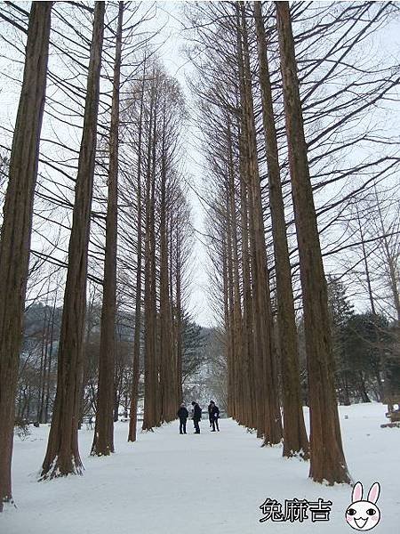 南怡島 (15).jpg