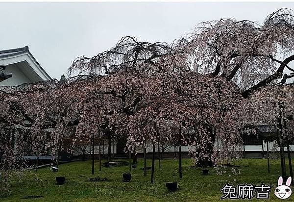 醍醐寺 (27).jpg