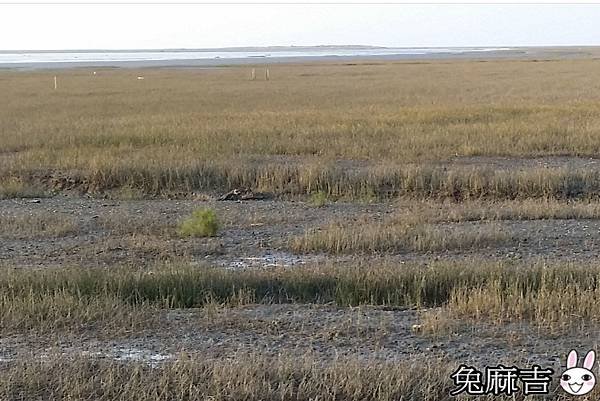 高美濕地 (10).jpg