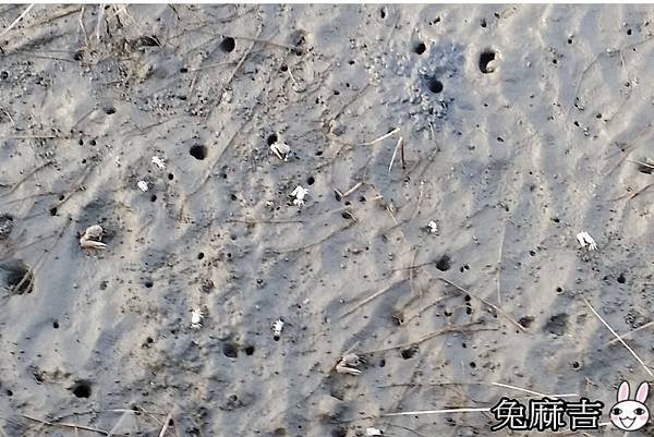 高美濕地 (9).jpg