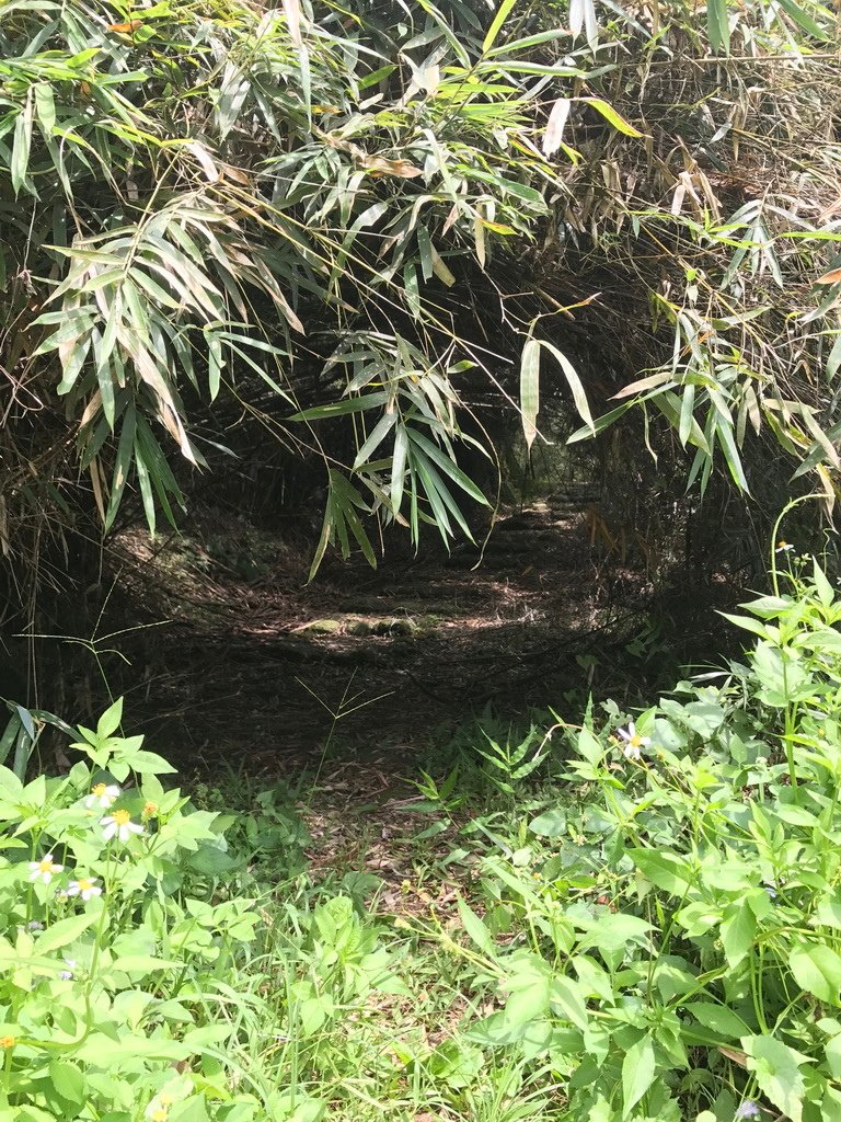 花蓮瑞穗-虎頭山步道-11