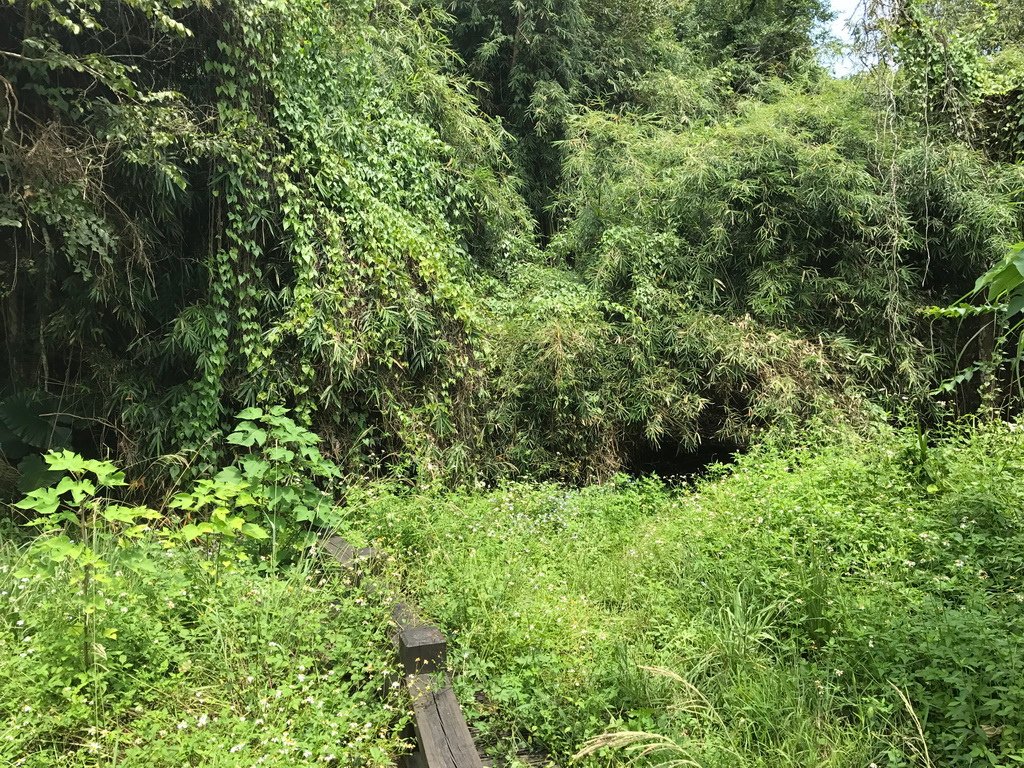 花蓮瑞穗-虎頭山步道-10