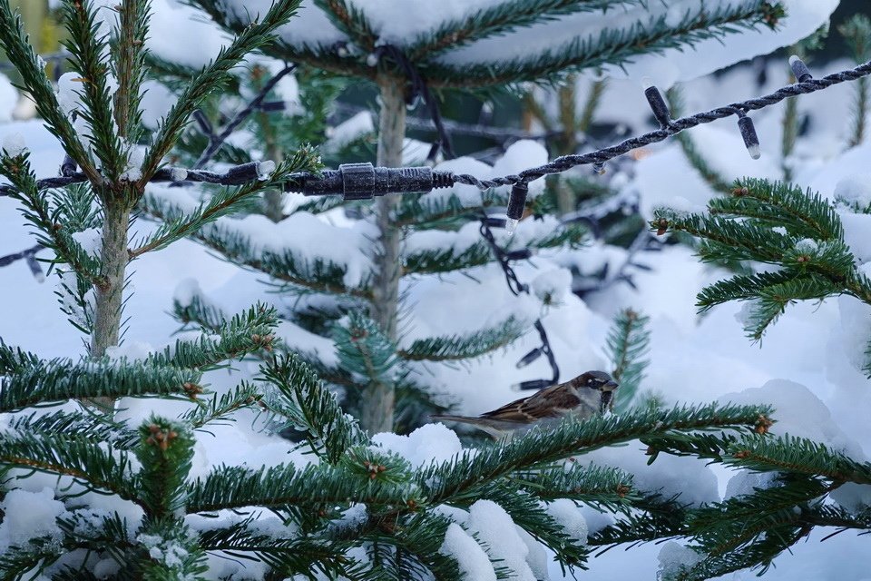 熊布朗宮-雪地-麻雀