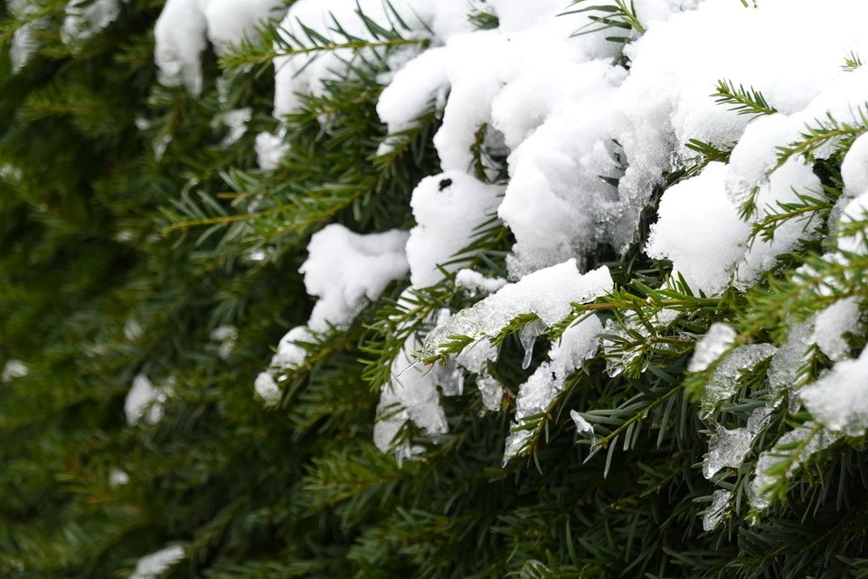 貝爾維第宮-雪景-2023