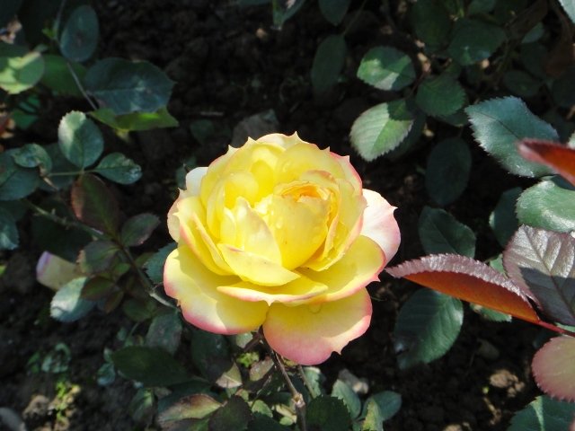 DSC01190.JPG