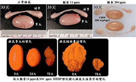 塑化劑對雄性大白鼠生殖器官之影響