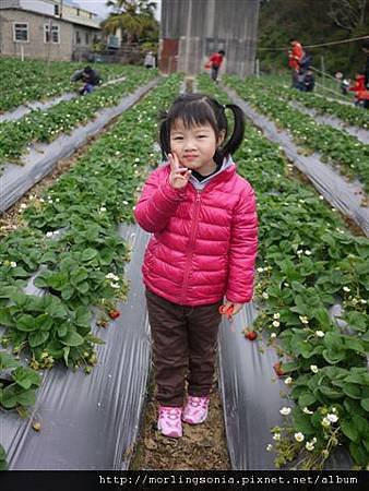 120218 (05) 草莓園.JPG