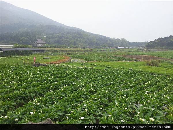 120406 (05) 下雨天上陽明山來看海芋.jpg