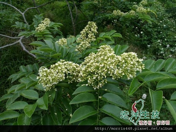 海南花犁木(降香黃檀)