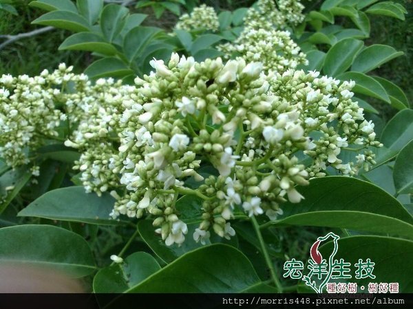 海南黃花梨開花1