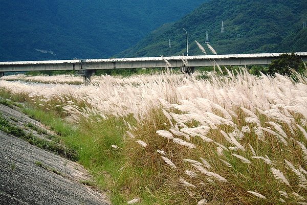 芒草花.JPG