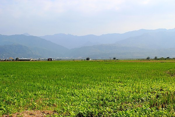稻田&amp;油菜花.JPG