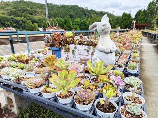 親子半日遊行程推薦｜繞山花 三和青創基地｜手作多肉植物組合盆