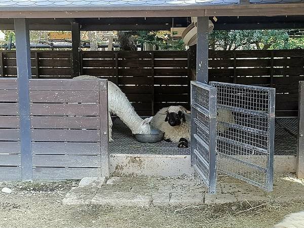 親子大溪半日遊行程推薦｜蘇家莊園｜萬坪莊園 可愛動物互動