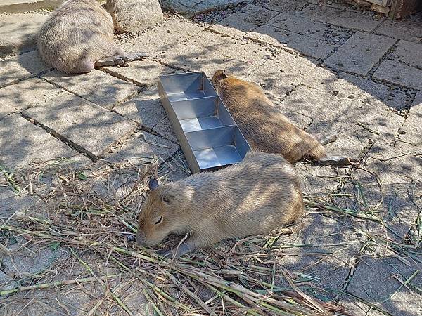 親子大溪半日遊行程推薦｜蘇家莊園｜萬坪莊園 可愛動物互動