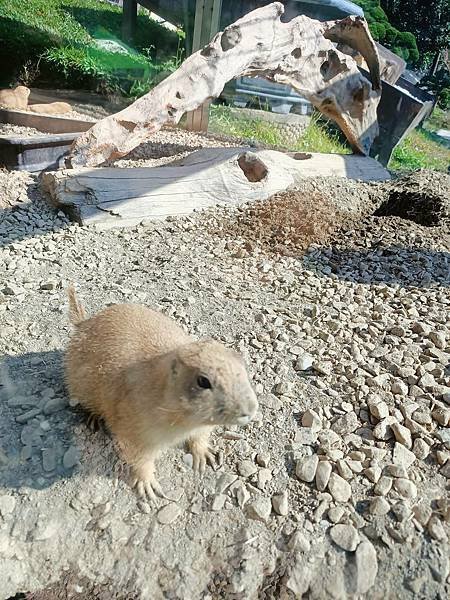 親子大溪半日遊行程推薦｜蘇家莊園｜萬坪莊園 可愛動物互動