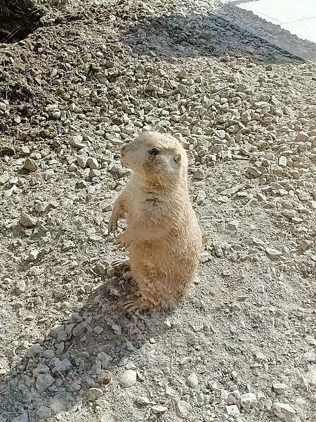 親子大溪半日遊行程推薦｜蘇家莊園｜萬坪莊園 可愛動物互動