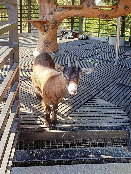 親子大溪半日遊行程推薦｜蘇家莊園｜萬坪莊園 可愛動物互動