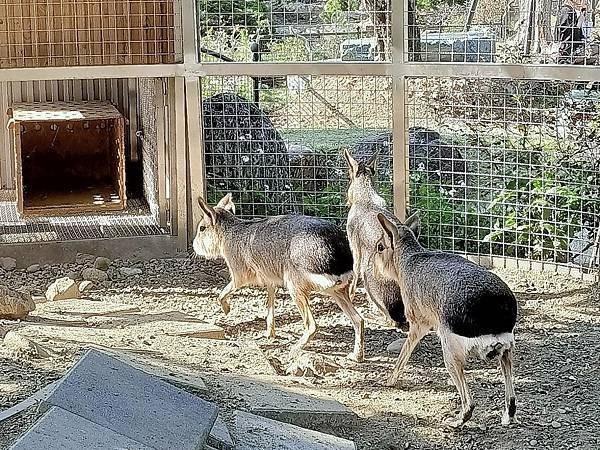 親子大溪半日遊行程推薦｜蘇家莊園｜萬坪莊園 可愛動物互動