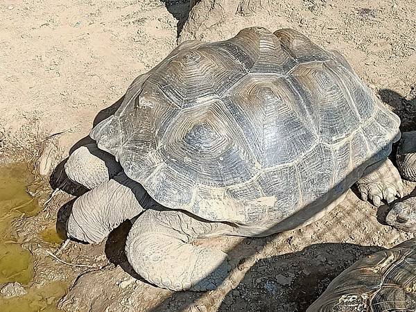 親子大溪半日遊行程推薦｜蘇家莊園｜萬坪莊園 可愛動物互動